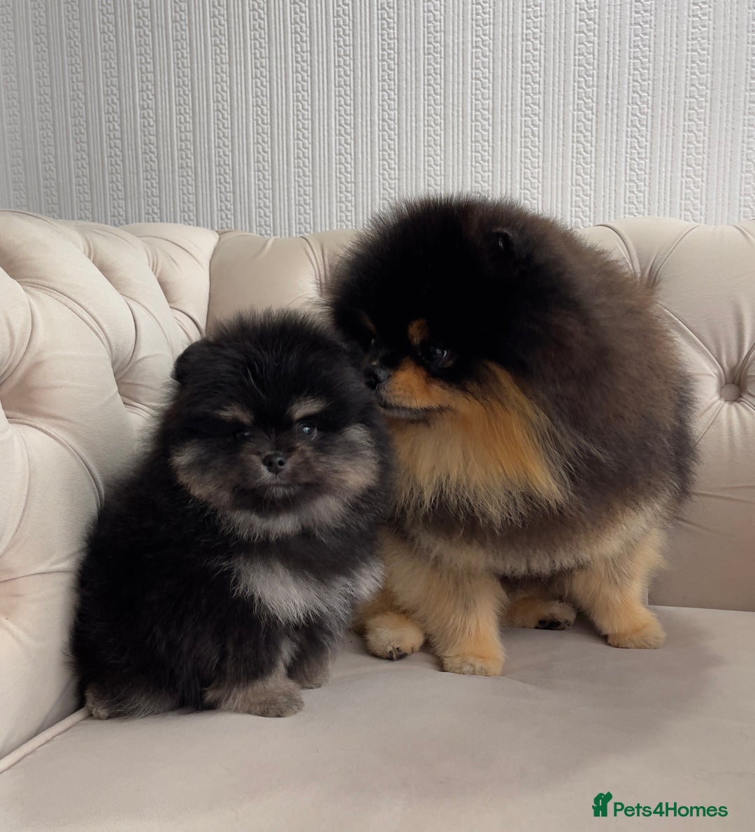 Pomeranian dogs for sale: Unique, extremely rare Pomeranian puppies ✨ - Image 5
