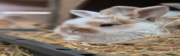 Mixed Breed rabbits for sale: 3 male Lionxlop buns very playful, well handled - Advert 9