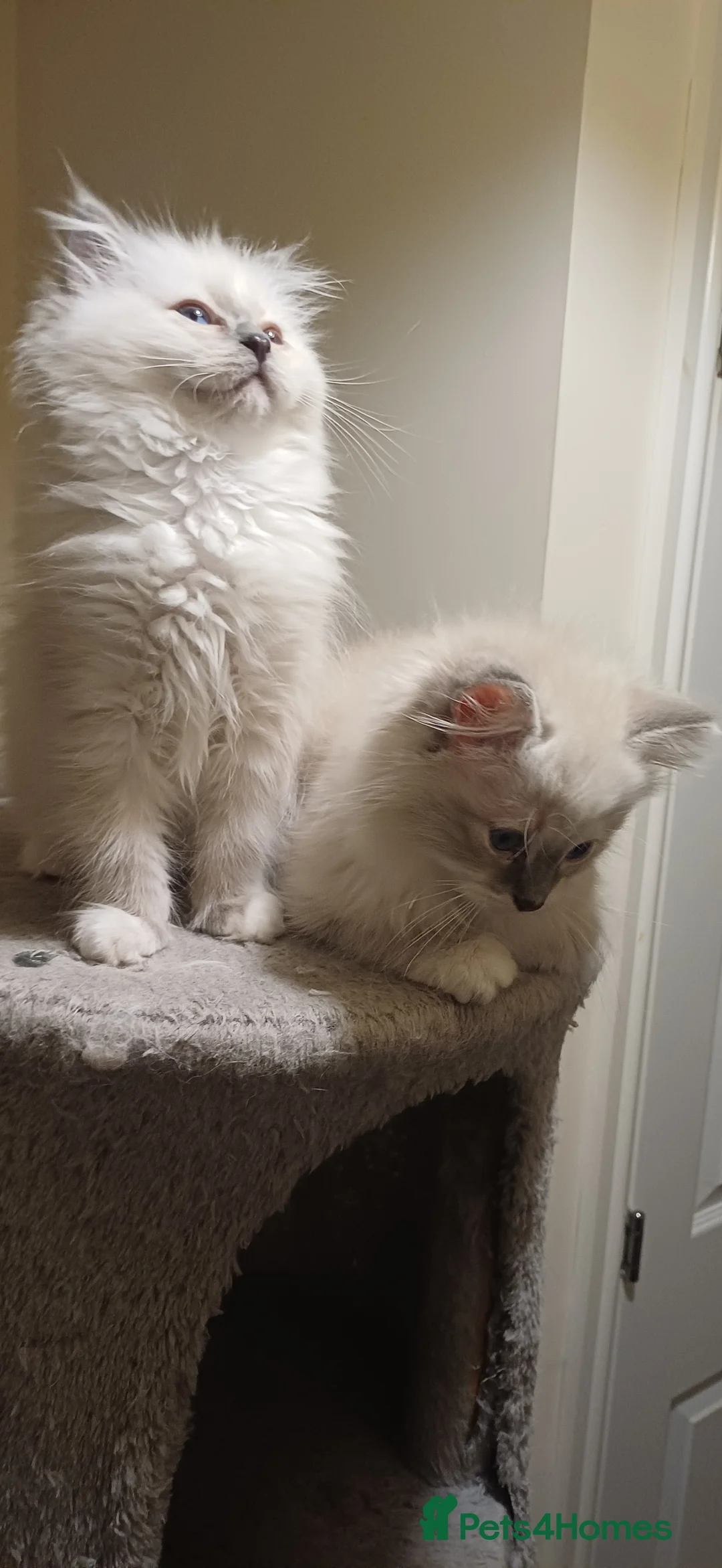 Ragdoll cats for sale: Beautiful litter available  - Advert 10
