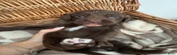 Mixed Breed dogs for sale: Exceptional Chocolate Working Sprocker Puppies - Advert 11