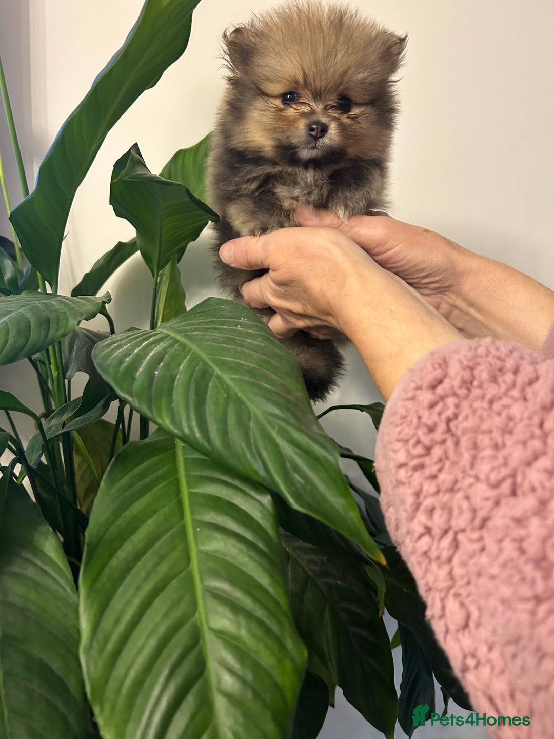 Pomeranian dogs for sale: Kc reg. Show quality 3 Pomeranian girls - Image 28
