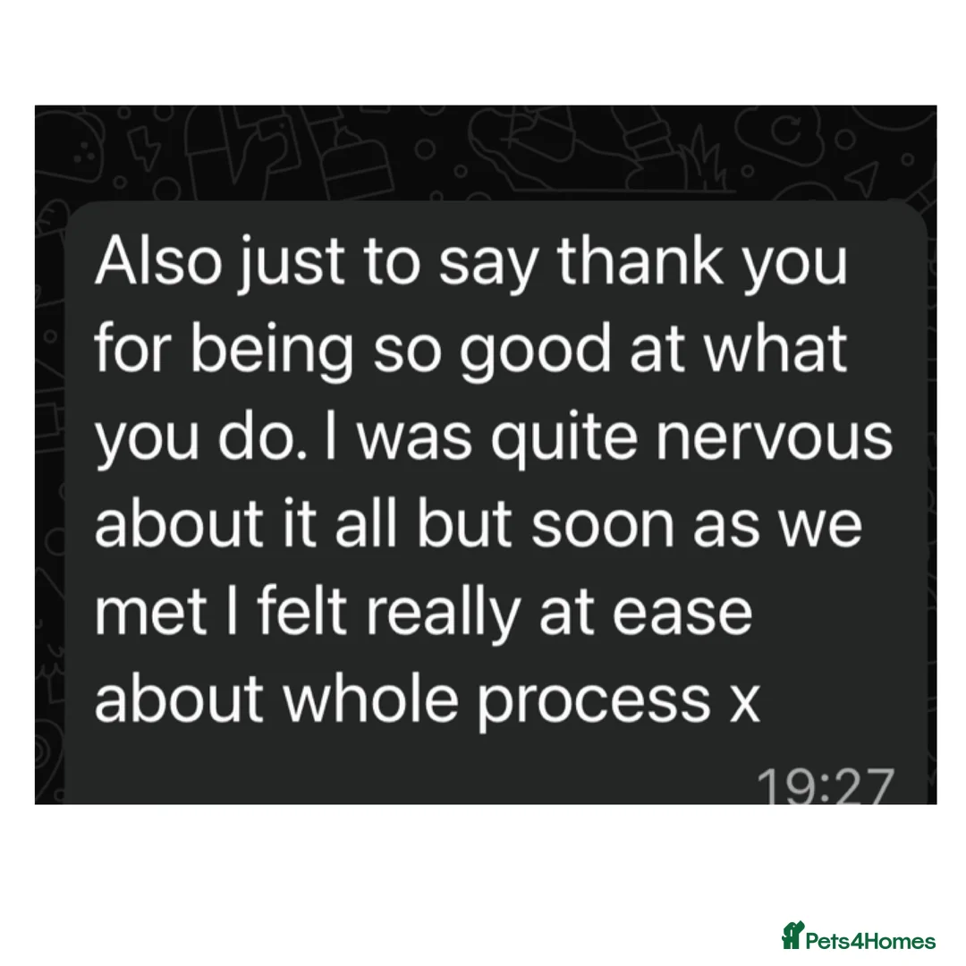 Toy Poodle dogs for stud: Kc health tested fox red Toy poodle for stud  - Advert 27