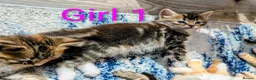 Mixed Breed cats for sale: Gorgeous Tabby Kittens for sale Ready June 17 - Advert 6
