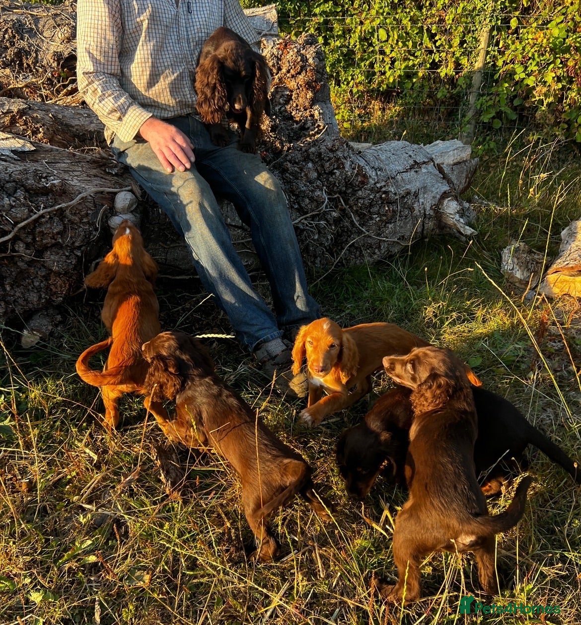 Sprocker dogs 5 beautiful sprocker puppies ready to collect  - Advert 1