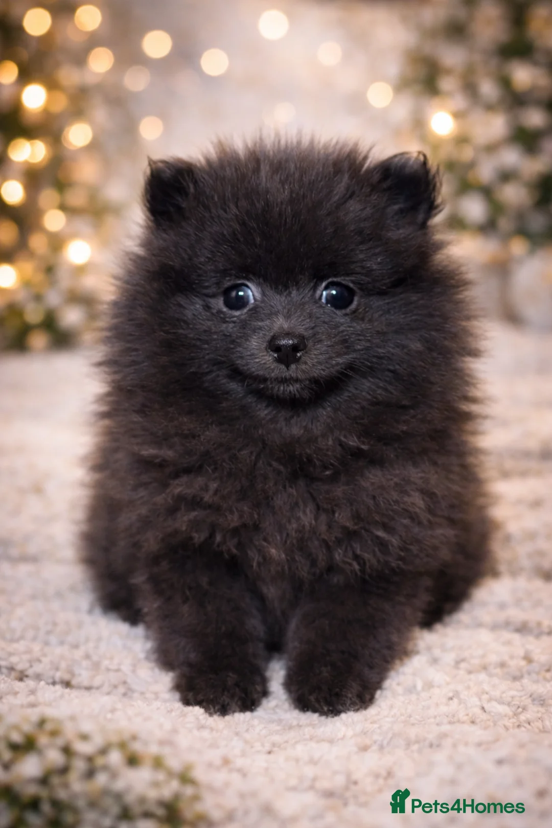 Pomeranian dogs for sale: Two Poms looking for forever home - Advert 32