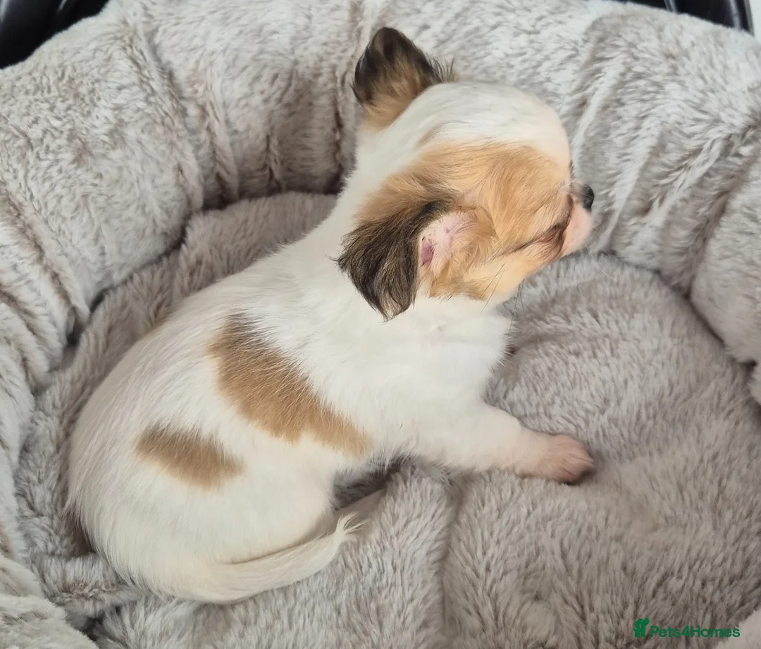 Chihuahua dogs for sale: Beautiful Chihuahua boy - Advert 4