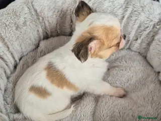 Chihuahua dogs Beautiful Chihuahua boy - Advert 16