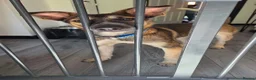 Mixed Breed dogs for adoption: NERO-gentle boy/sweet nature/likes dogs&cats in Lincoln - Advert 2