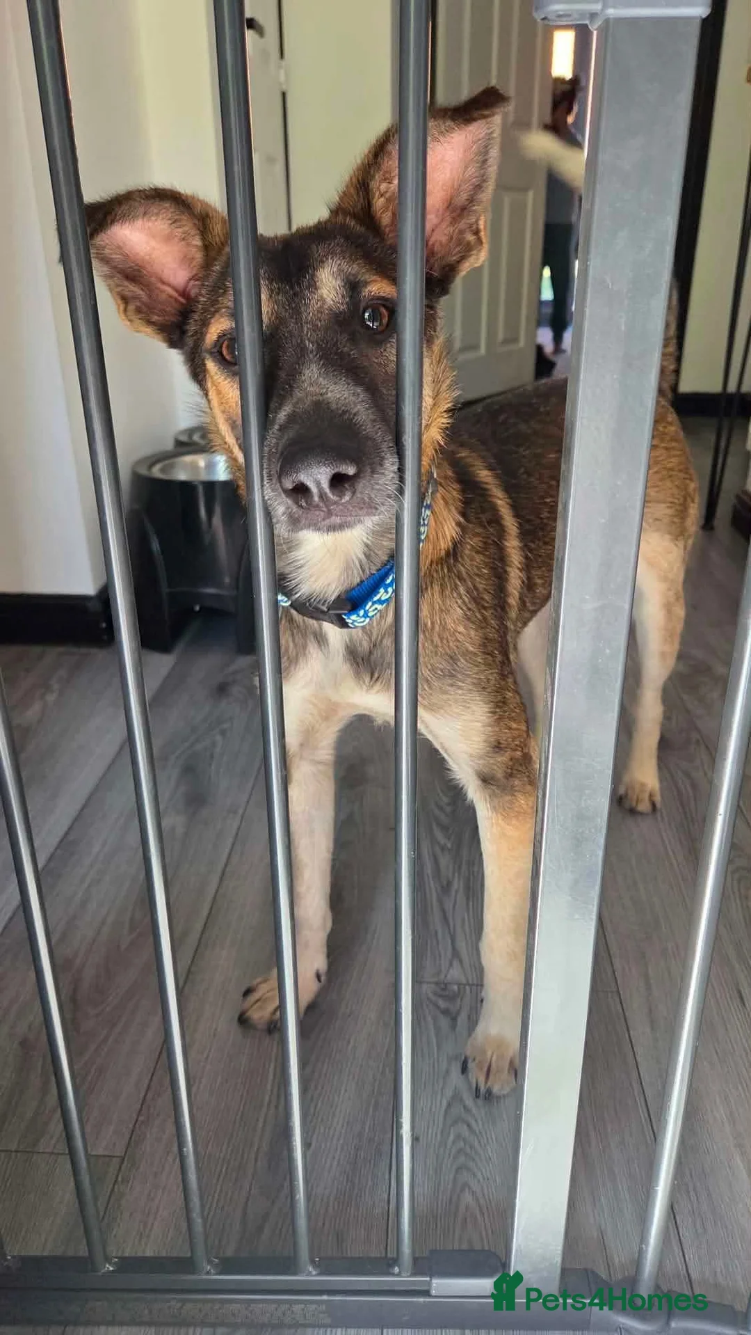 Mixed Breed dogs for adoption: NERO-gentle boy/sweet nature/likes dogs&cats in Lincoln - Advert 2
