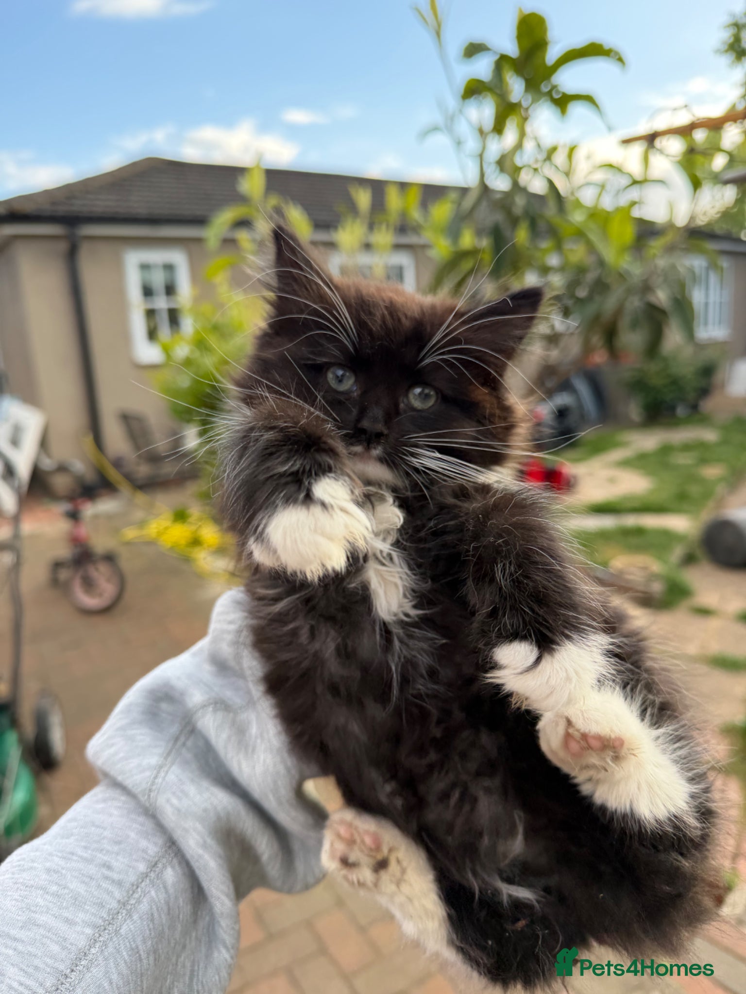 Mixed Breed cats Mixed litter  - Advert 2