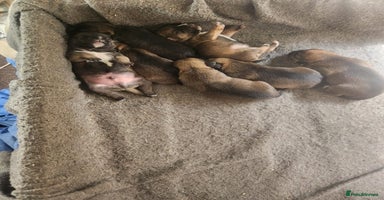 Mixed Breed dogs - Advert 6