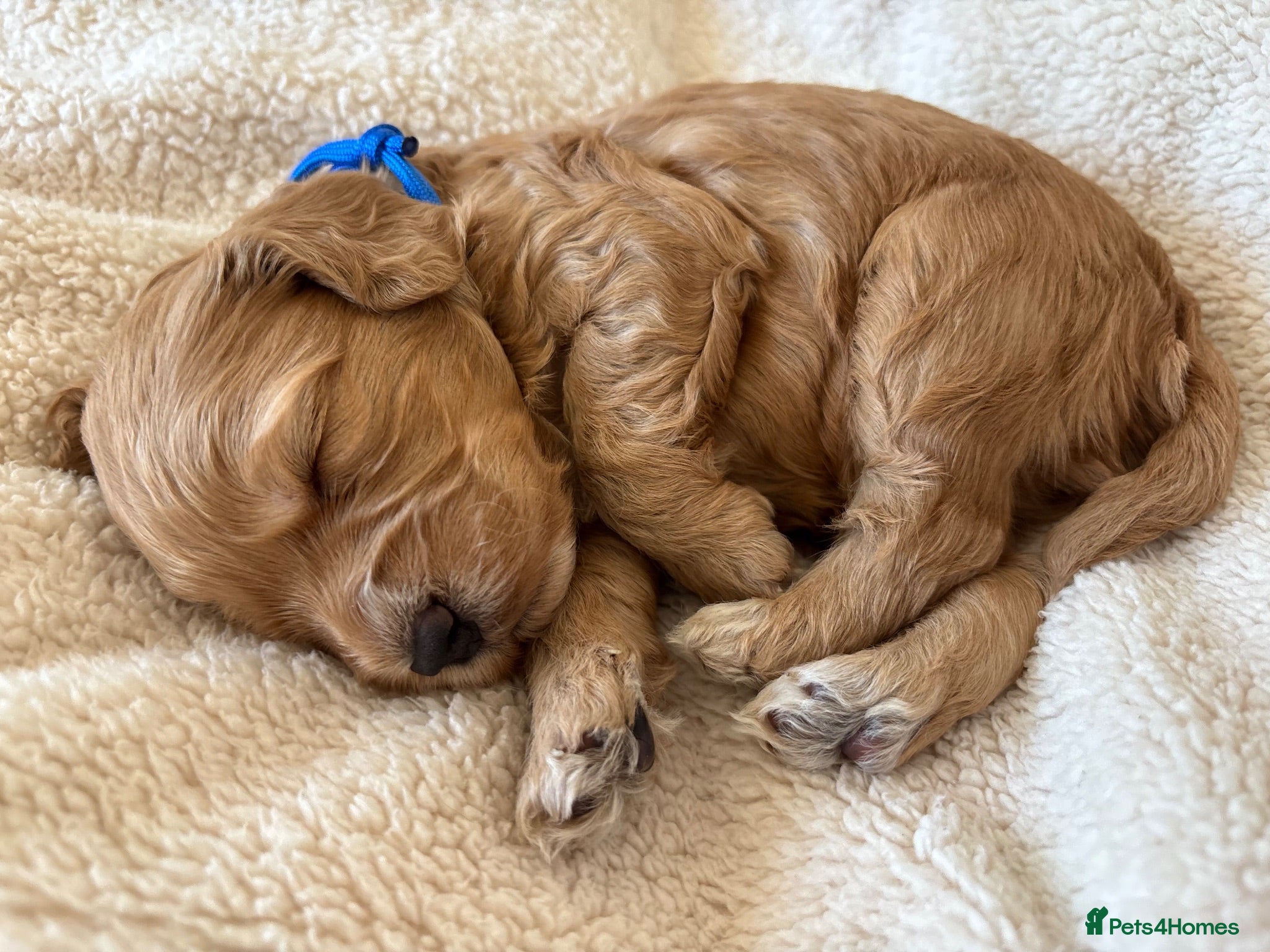 Cockapoo dogs Cockapoo Puppies - Advert 1