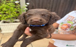 Mixed Breed dogs for sale: Beautiful cockapooXspringer puppies - Image 13