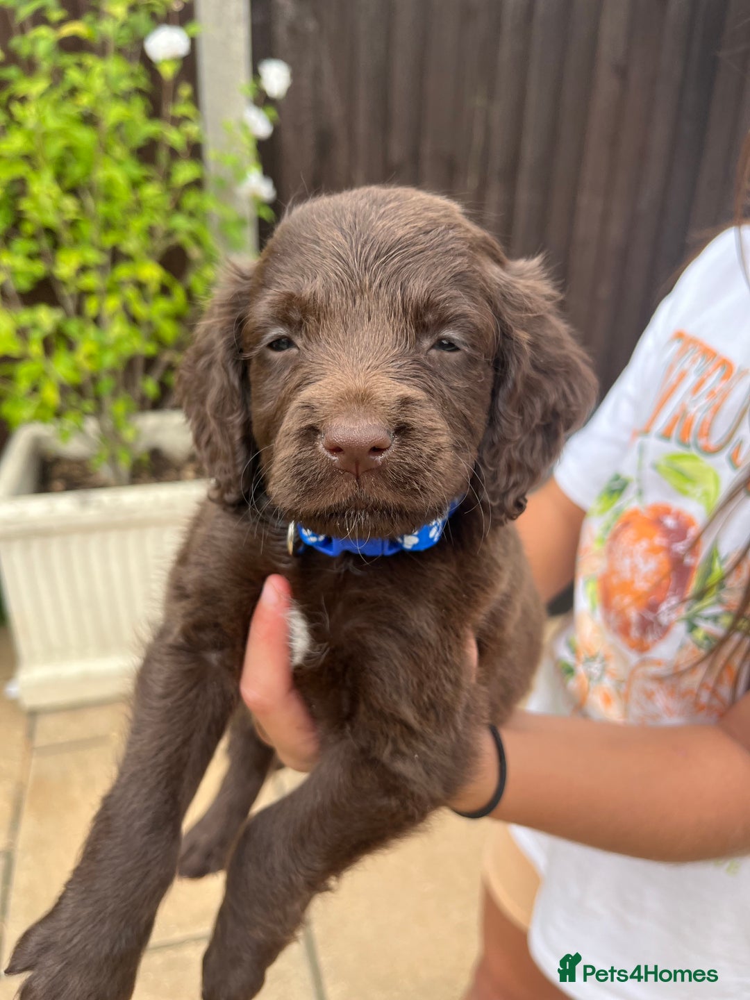 Mixed Breed dogs for sale: Beautiful cockapooXspringer puppies - Image 13