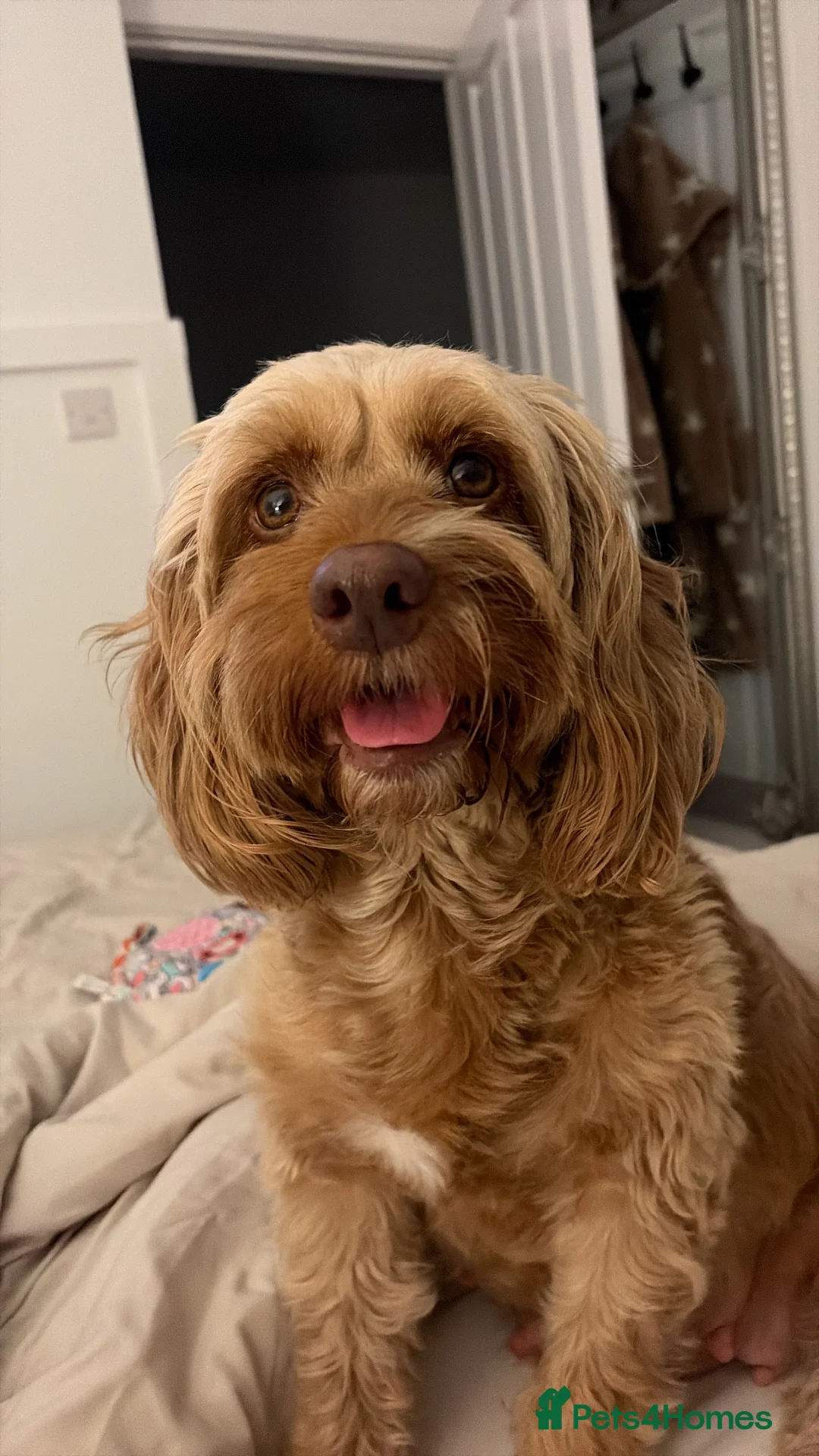 Cockapoo dogs for sale: COCKAPOO PUPPIES LOOKING FOR THEIR FOREVER HOMES - Advert 2