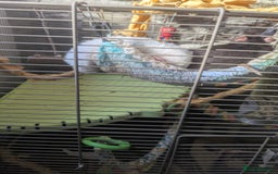 Rat rodents for sale: 2 Rats for rehoming - Image 10