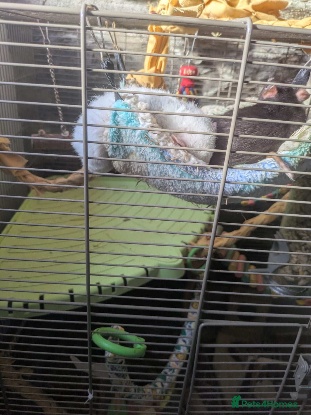 Rat rodents for sale: 2 Rats for rehoming - Image 10