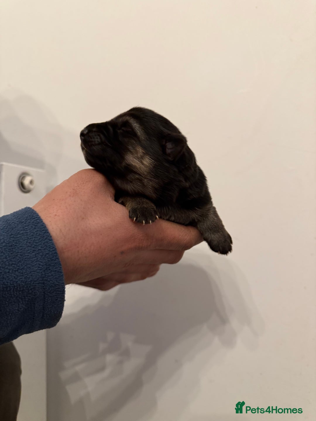 German Shepherd dogs for sale: German Shepherd Puppies - Advert 6