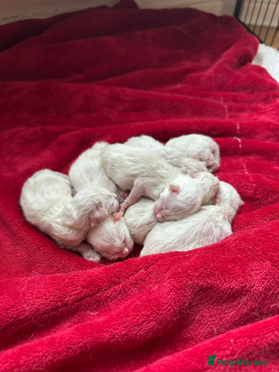 Ragdoll cats for sale: 📍1 FEMALE LEFT!🍼GCCF REGISTERED🐾 - Advert 19