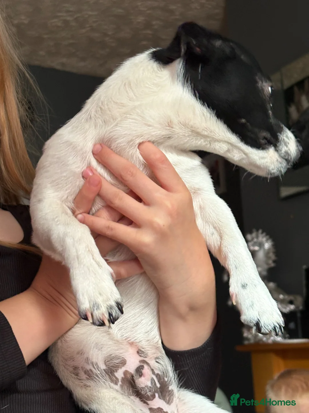 Chihuahua dogs for sale: Jack russell cross  - Advert 2