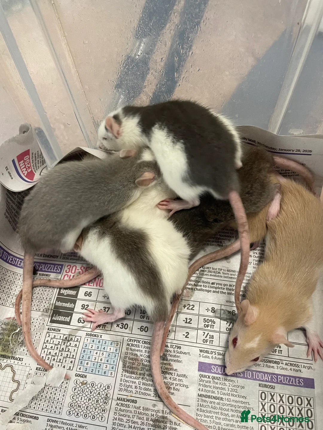 Rat rodents for sale: Baby rats for sale - Advert 32