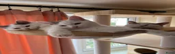 Munchkin cats for sale: Beautiful long legs Munchkin×BSH kittens  - Advert 12