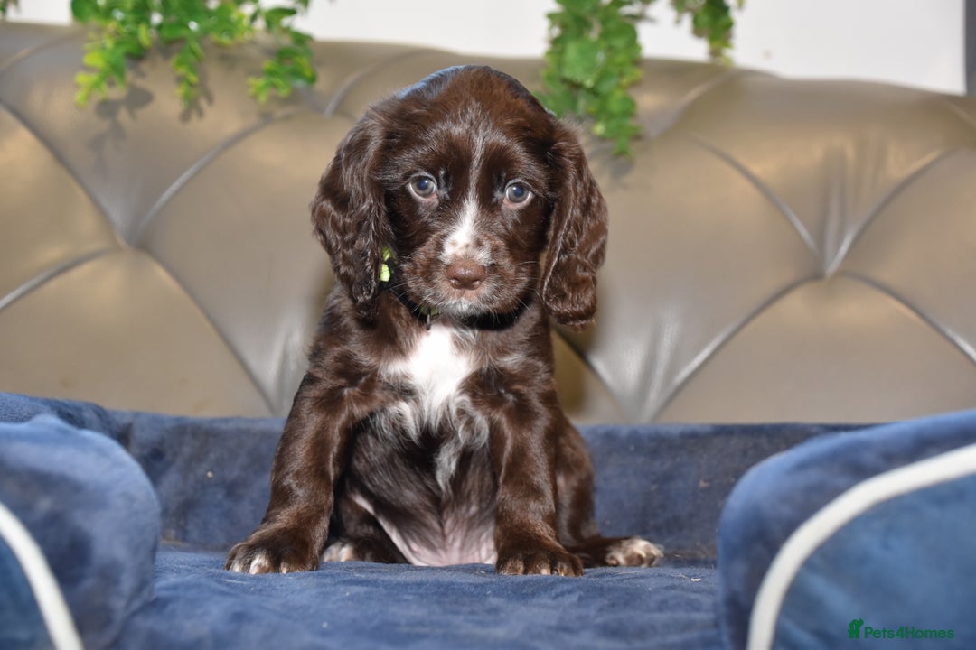 Cocker Spaniel dogs for sale: Kc Reg Health Tested Cocker Spaniel Puppies - Advert 12
