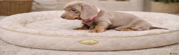 Miniature Dachshund dogs for sale: KC Mini Dachshund Puppies – Ultra Low 0.9% COI - Advert 3