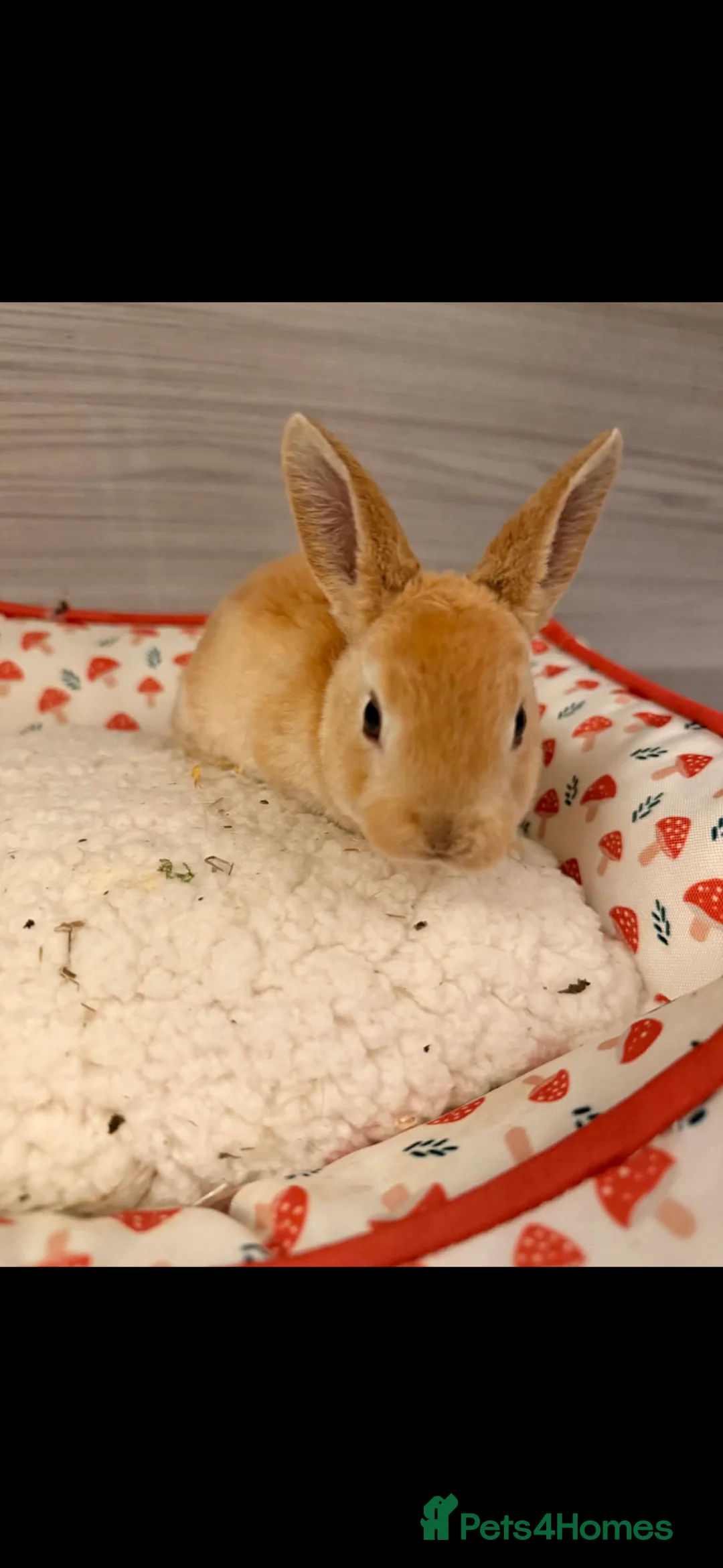 Rex rabbits for sale: rex babies for sale  - Advert 3