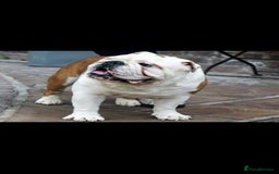 English Bulldog dogs for stud: Apollo 1 bulldog HUU clear stud boy in York - Image 1