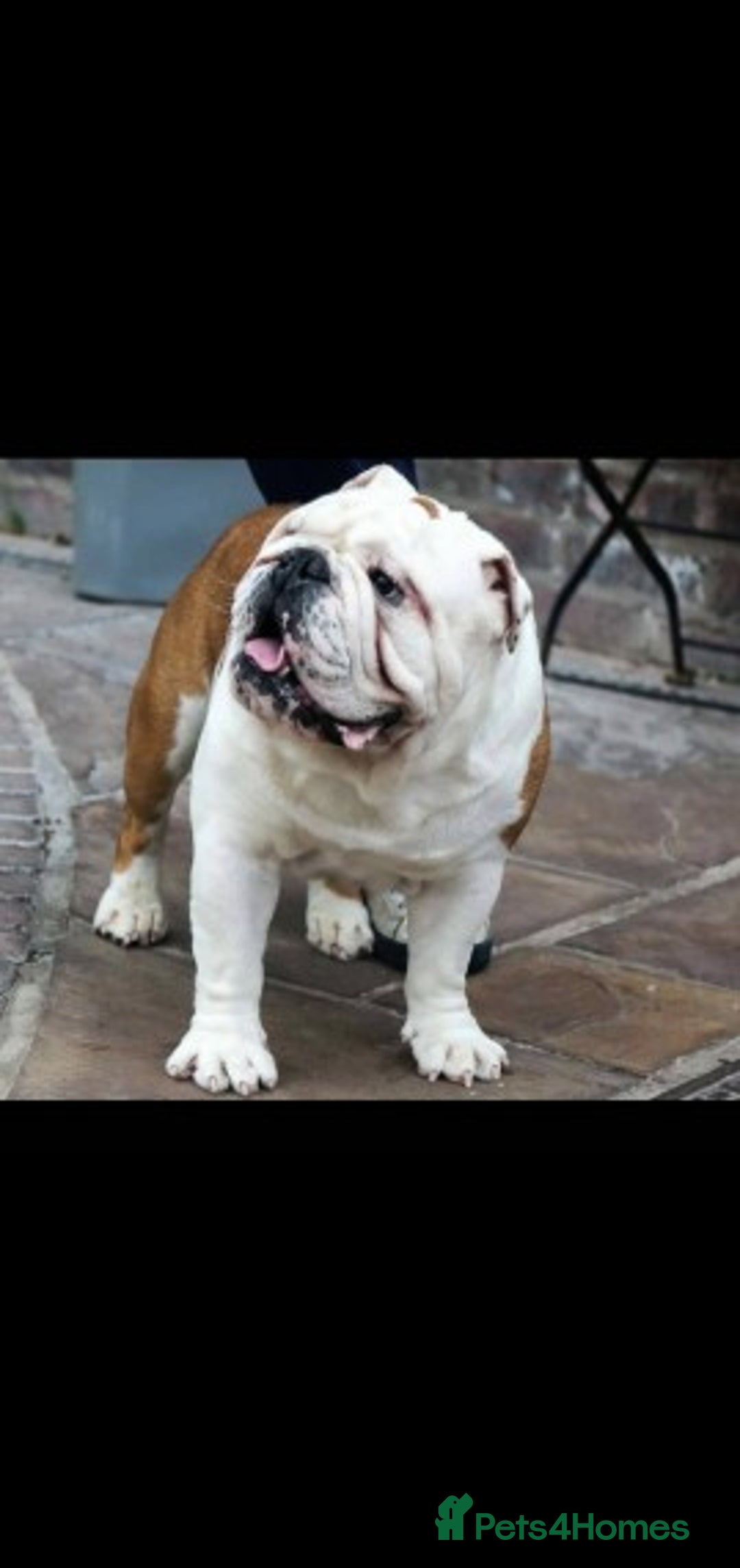 English Bulldog dogs for stud: Apollo 1 bulldog HUU clear stud boy in York - Image 1