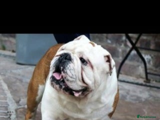 English Bulldog dogs in York - Advert 20