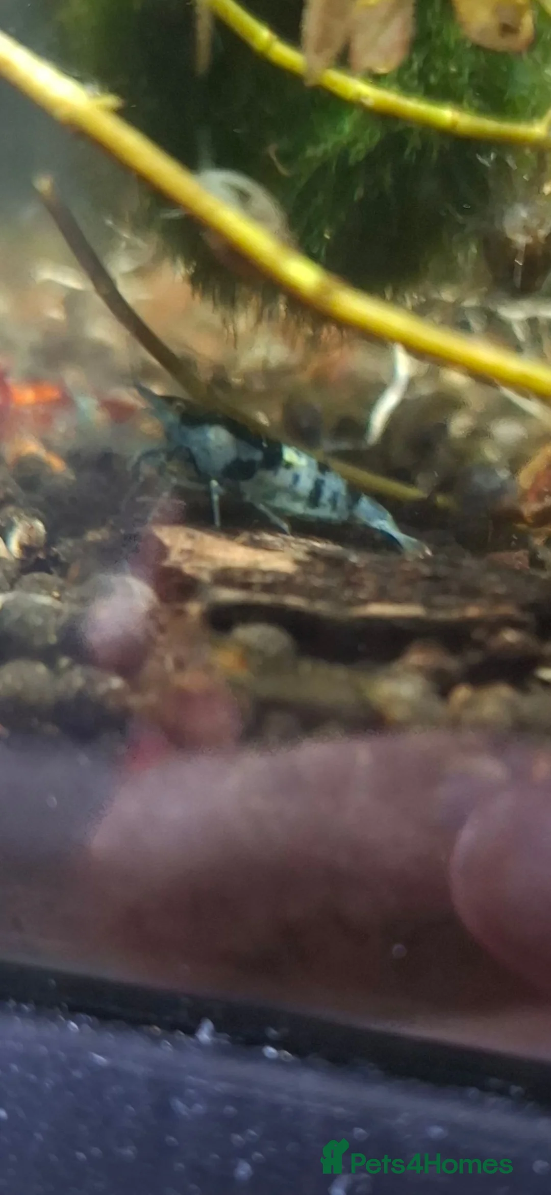 Shrimps fish for sale: Riling shrimp, wild types. Red chilli and blue. - Advert 2