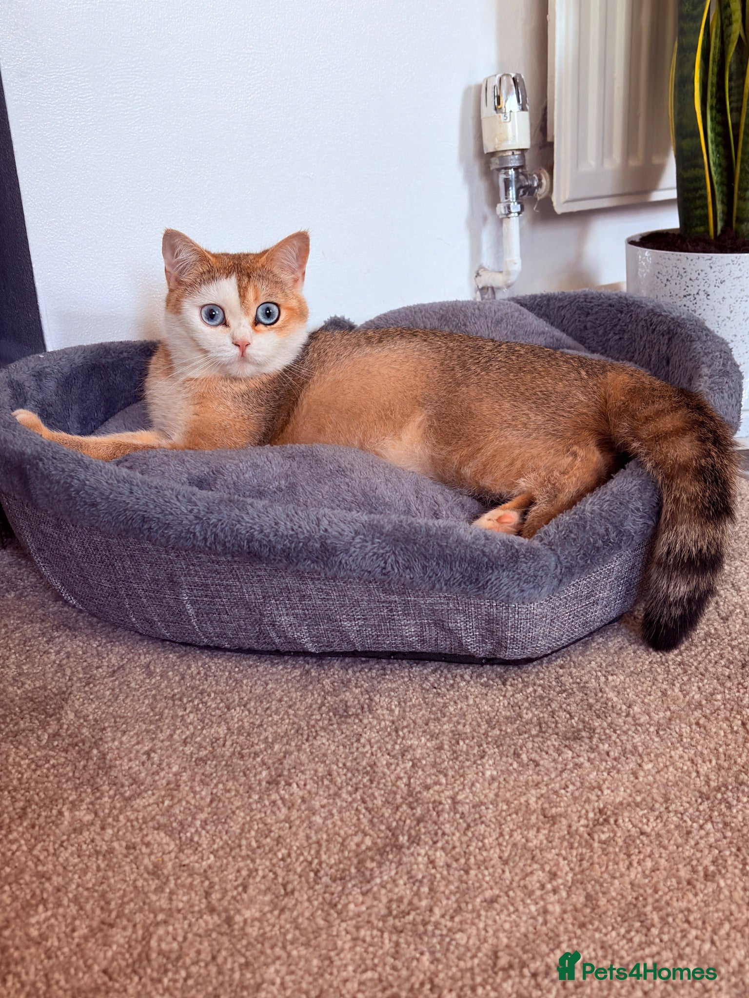 British Shorthair cats 🌟 Exceptional GCCF Register BSH Golden Kittens 🌟 - Advert 2