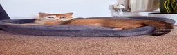 British Shorthair cats for sale: 🌟 Exceptional GCCF Register BSH Golden Kittens 🌟 - Advert 2