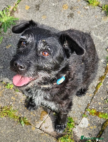 Patterdale Terrier dogs - Advert 3