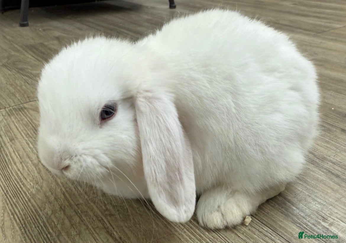 Mini Lop rabbits Bruno, Bella & Brody looking for homes  🐰 - Advert 15