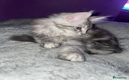 Maine Coon cats for sale: TICA registered Maine coon kittens  - Image 27