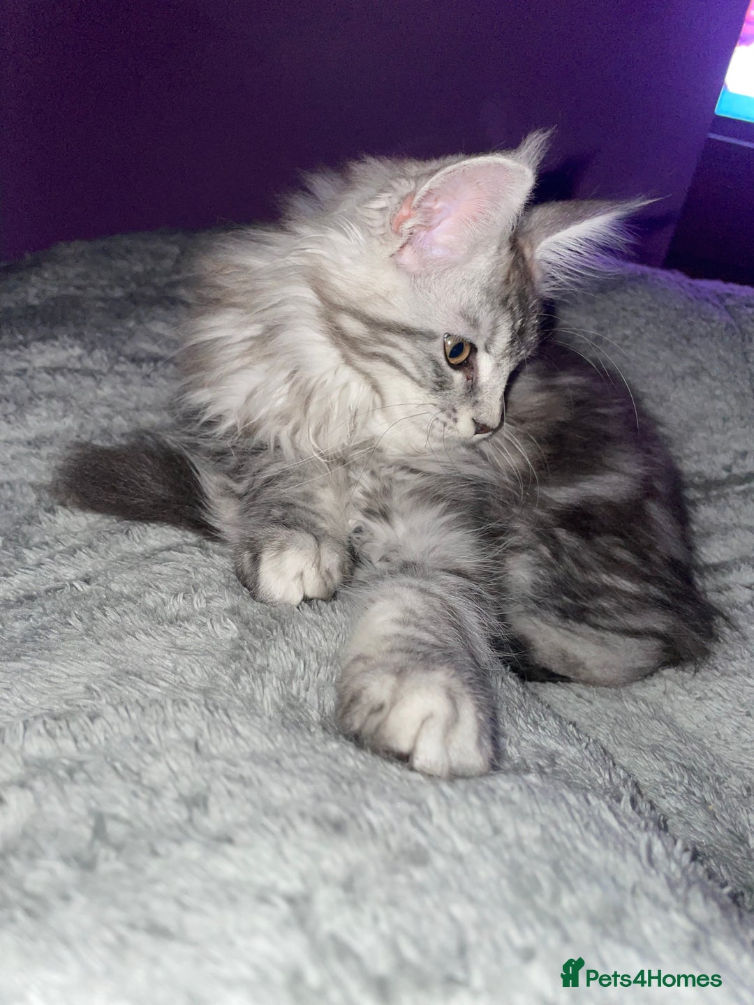 Maine Coon cats for sale: TICA registered Maine coon kittens  - Image 27