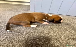 Boxer dogs for sale: KC Registered Boxer Puppies - Image 18
