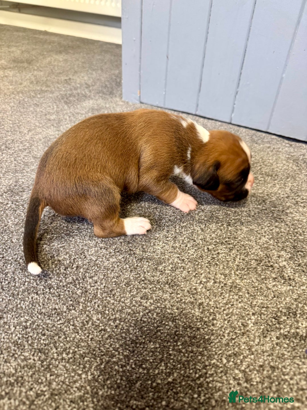 Boxer dogs for sale: KC Registered Boxer Puppies - Image 18