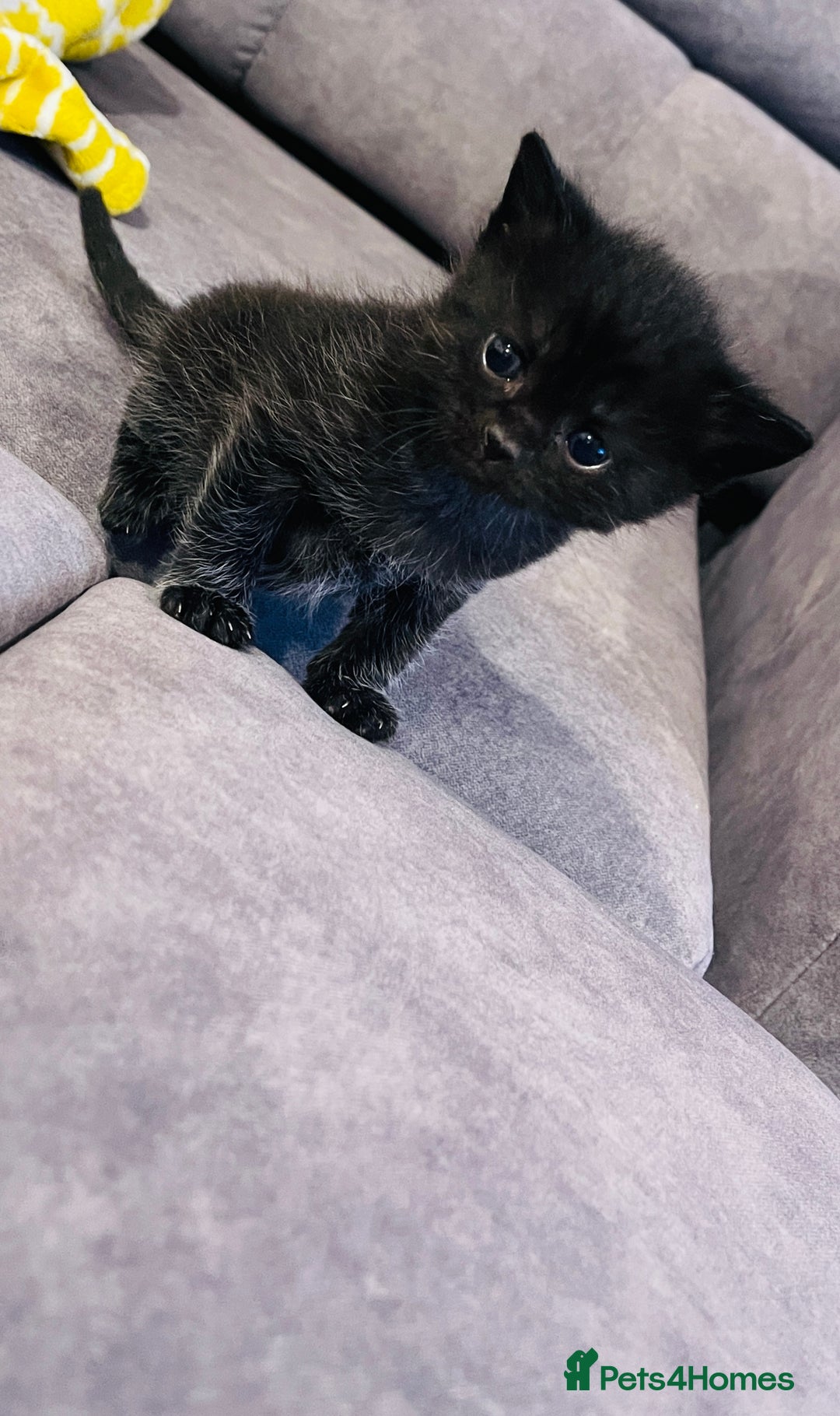 Bombay cats for sale: 🐱 British Bombay Male Kitten for Sale🐱 - Advert 1