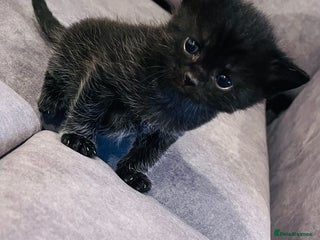Bombay cats 🐱 British Bombay Male Kitten for Sale🐱 - Advert 7