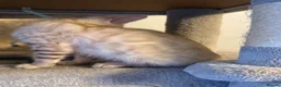 Bengal cats for sale: Bengal kittens blue eye snow and a green eye mink in Bradford - Advert 8