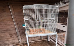 Budgerigars birds for sale: Pair of lovely budgies with large cage for sale  - Image 2