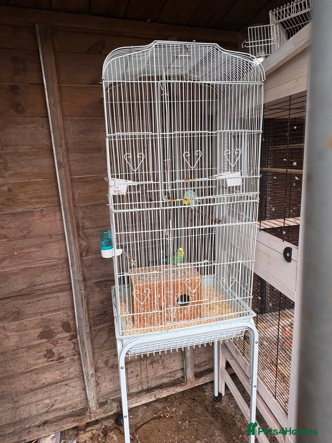 Budgerigars birds for sale: Pair of lovely budgies with large cage for sale  - Image 2