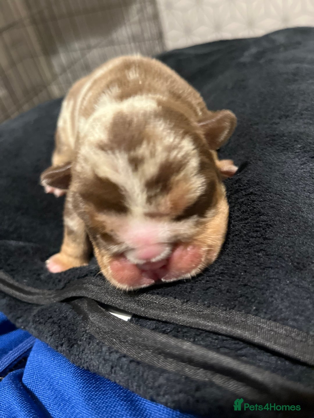 English Bulldog dogs for sale: QC puppies  - Image 26