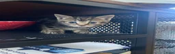 Mixed Breed cats for sale: 2 x adorable tabby kittens for sale! in Accrington - Advert 3