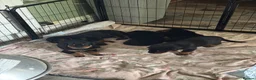 Rottweiler dogs for sale: Beautiful Rottweiler puppies  in Mablethorpe - Advert 18