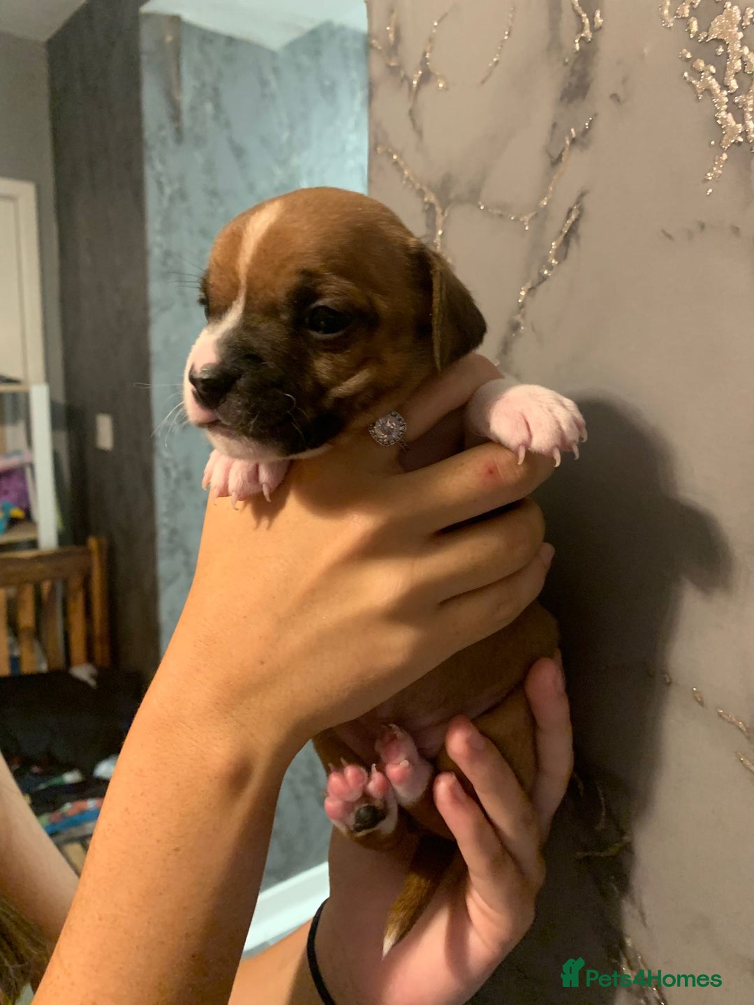 Jug dogs for sale: Beautiful litter of jack russle x jug - Image 22